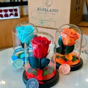 Preserved roses of exportain 55 MASTER BOX OF 12 PRETTY ROSE
