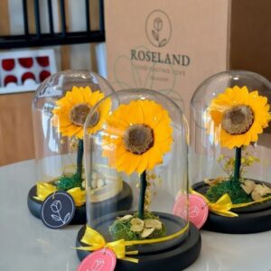 MASTER BOX OF 12 PRETTY SUNFLOWER