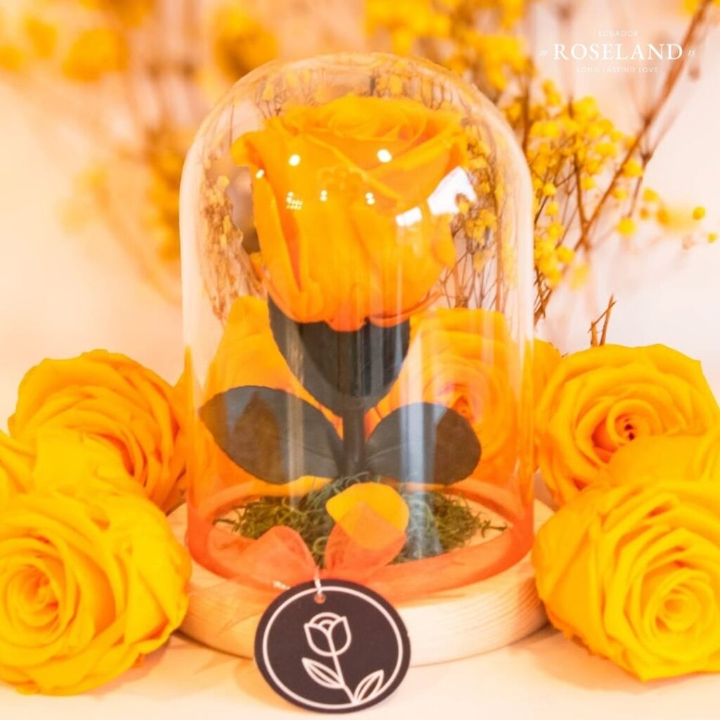 rosas preservadas en cupula para regalos corporativos