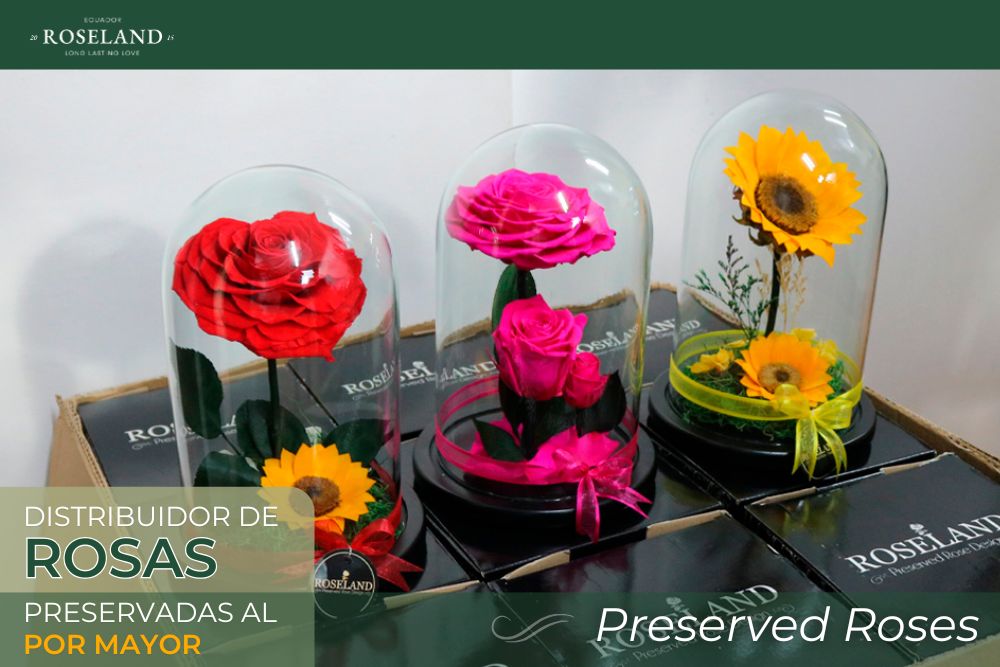Distribuidor de Rosas Preservadas al por Mayor