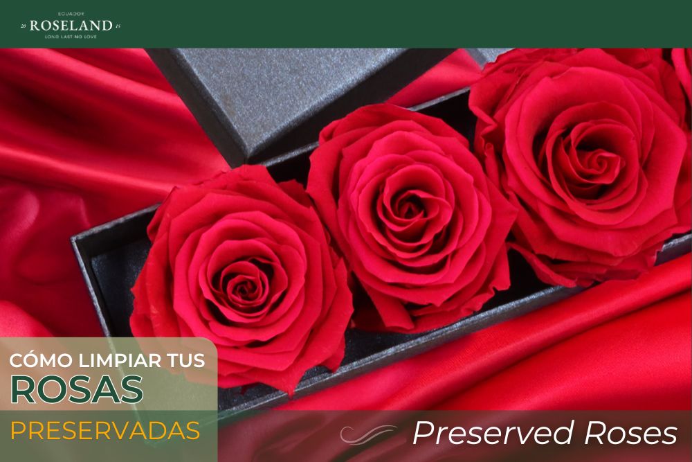 Cómo limpiar y mantener por más tiempo tus Rosas Preservadas