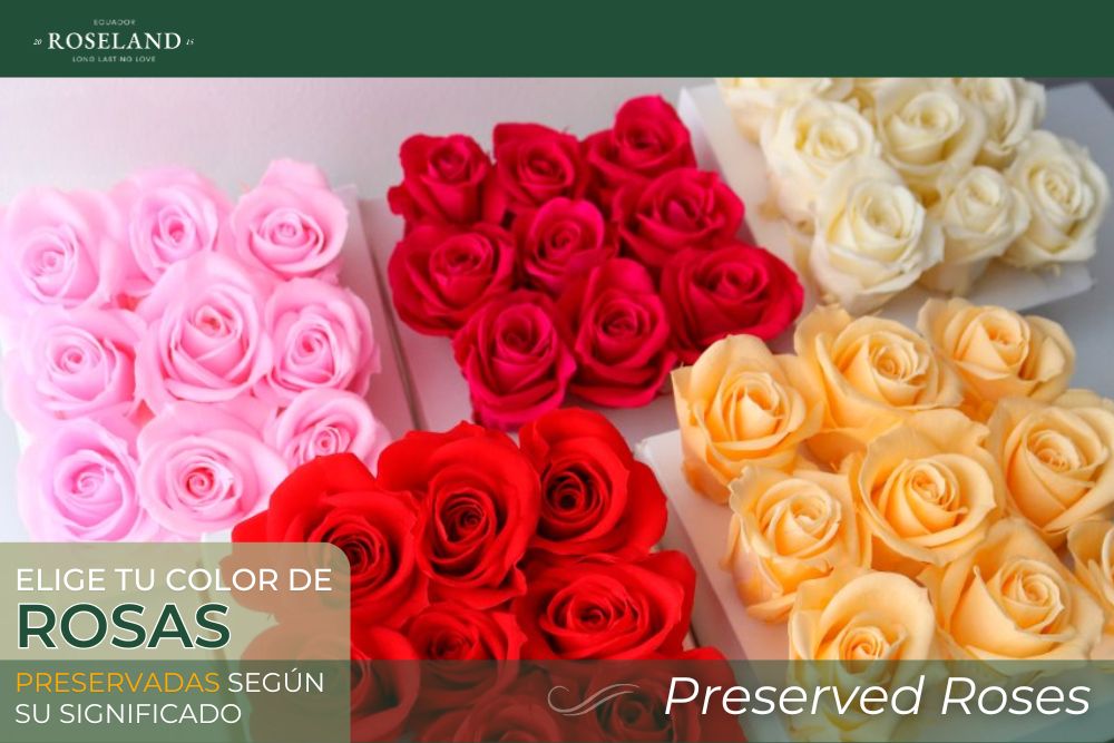 Qué color de Rosa Preservada regalar según su significado