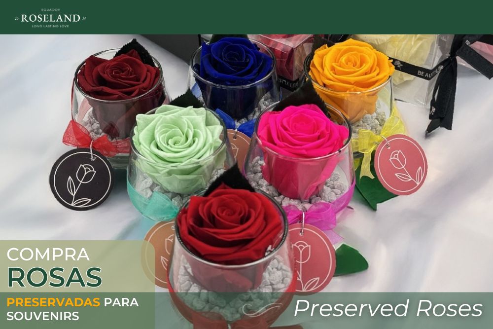 Venta de Rosas Preservadas para Souvenirs