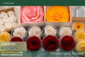 donde comprar rosas preservadas con envio a domicilio - Roseland