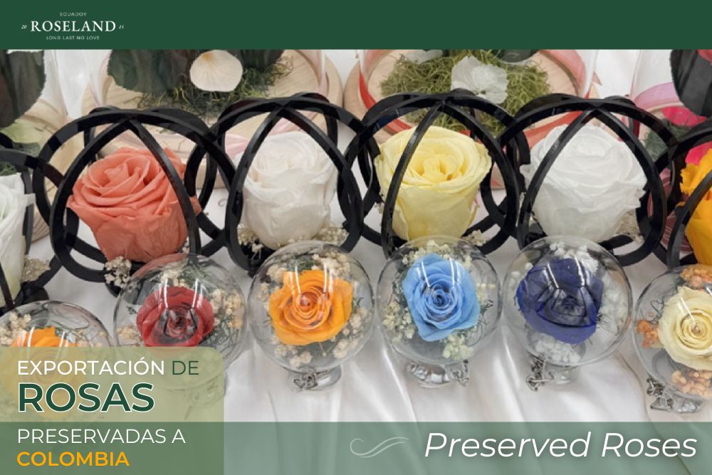 Foristería de Rosas Preservadas en Quito